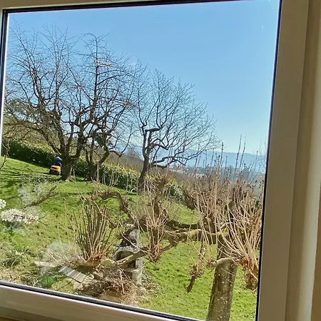 Weinberg-idyll - Traumhafter Blick Ueber Weinberge Auf Den Bodensee *
