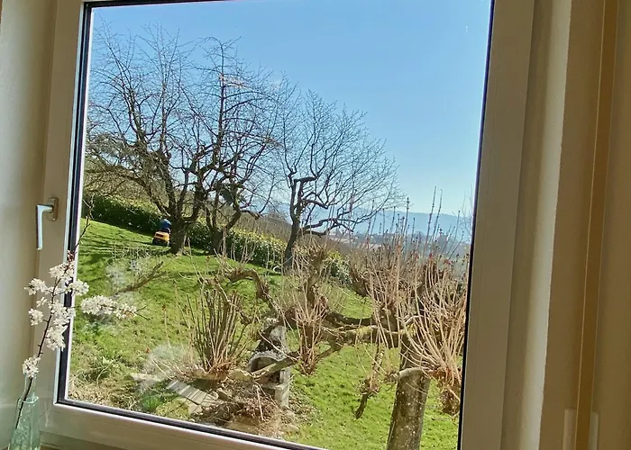 Weinberg-idyll - Traumhafter Blick Ueber Weinberge Auf Den Bodensee *